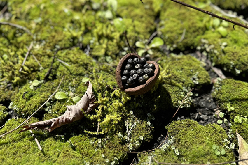 Improvisation Work Muijinen Eiheiji